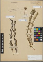 Foto von Salix repens subsp. incubacea (L.) A. Neumann